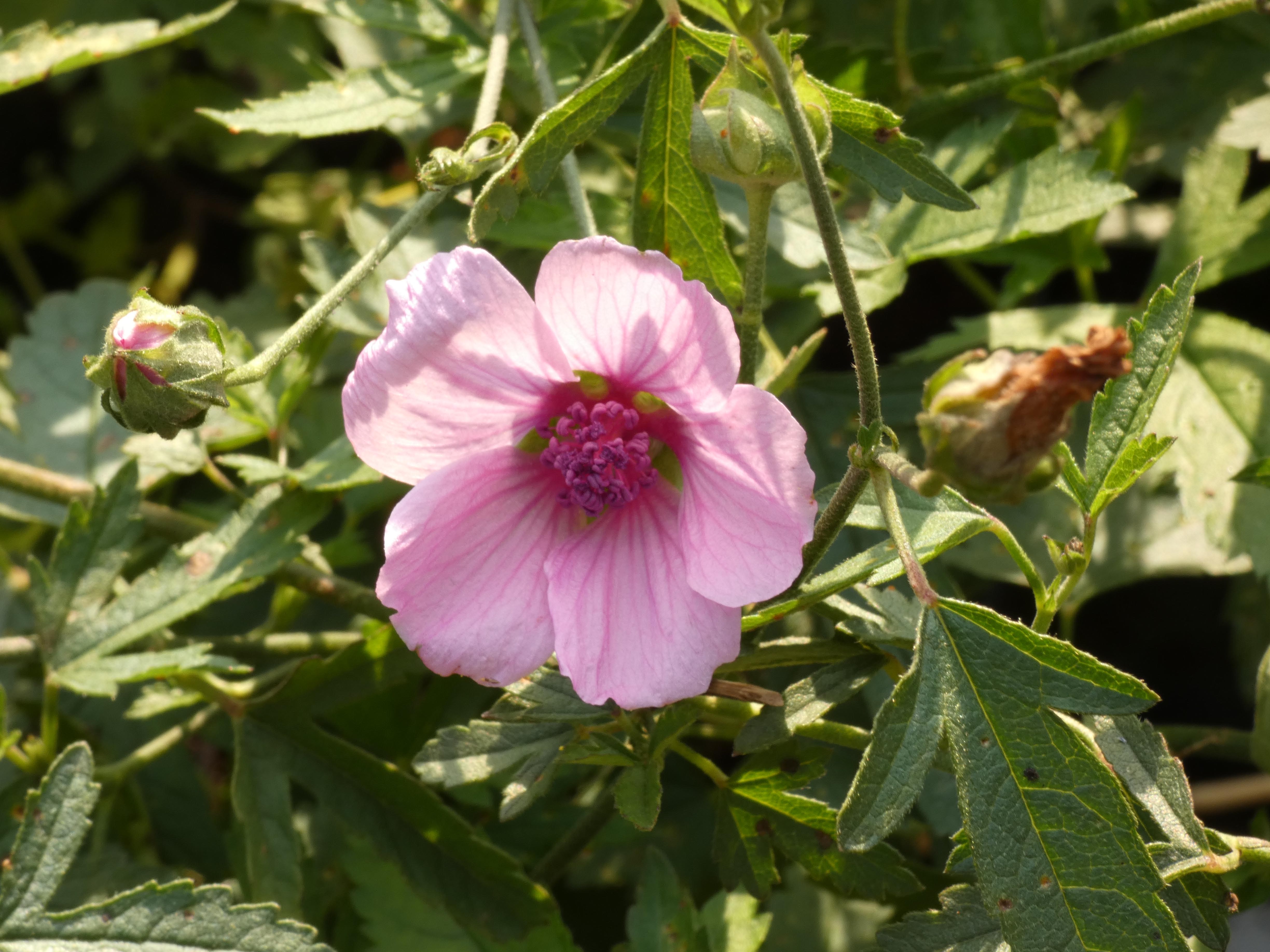 Althaea cannabinaHennepbladstokroos bestellen